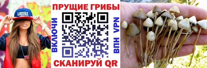 гидра ТОР  Кирово-Чепецк  Псилоцибиновые грибы Psilocybine cubensis 